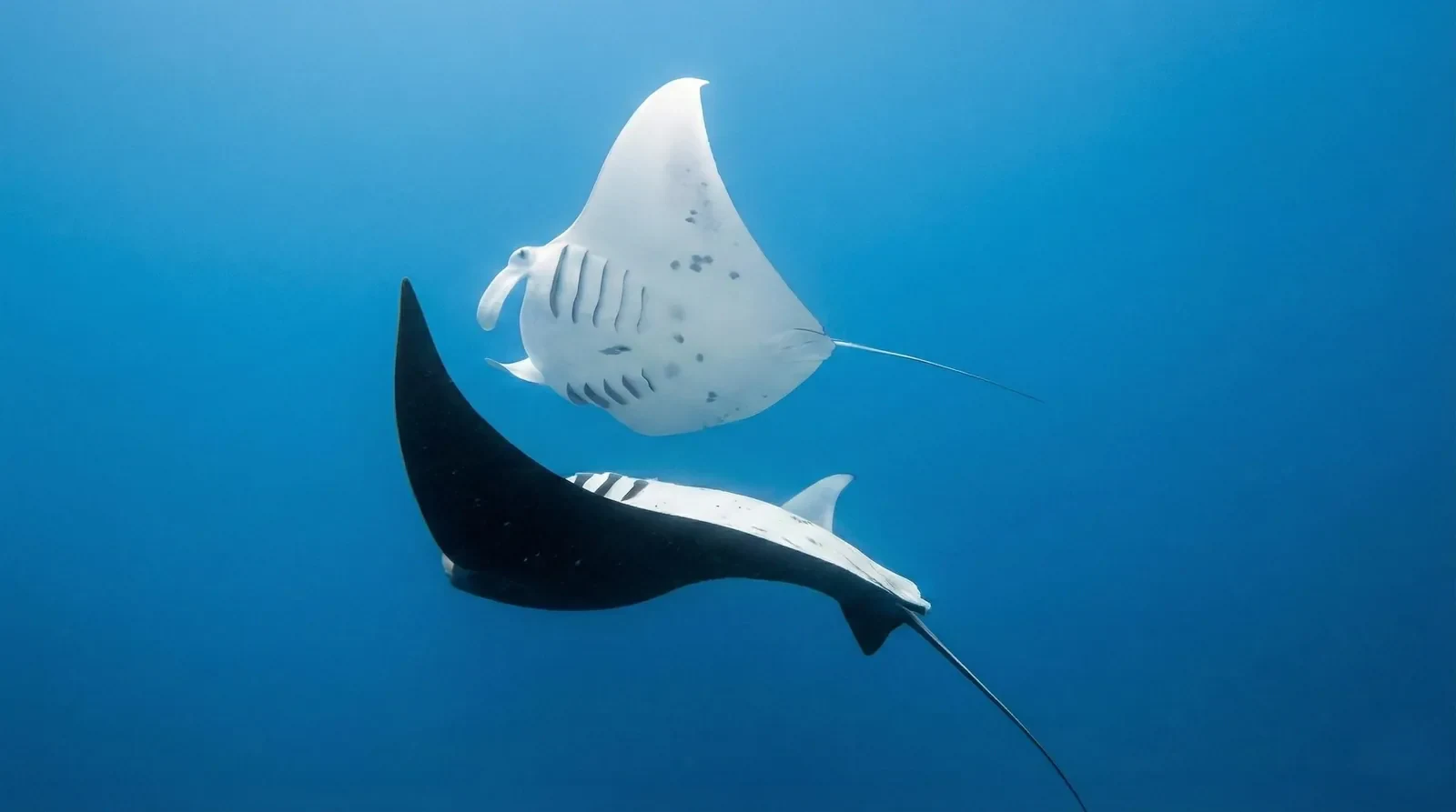 Bright underwater scene